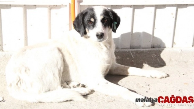 Vefakar köpek 6 aydır sahibinin çıkmasını bekliyor