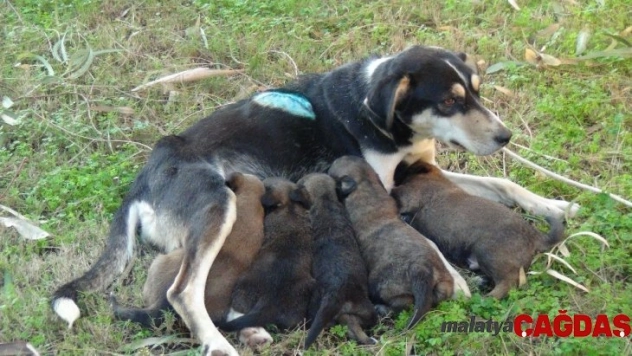 Vicdansızların vurduğu sokak köpeği yavrularına kavuştu