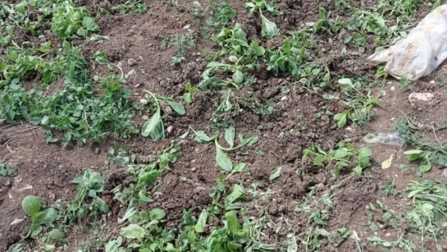 Yaban domuzları ekinlere zarar verdi