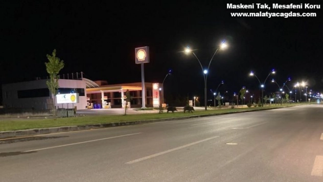 Yaban domuzları kent merkezine indi