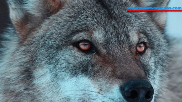 Yaban hayatında kurtlarla yan yana bir genç