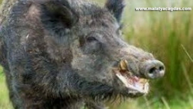 Yaban hayvanları avlanmasına başlanıyor