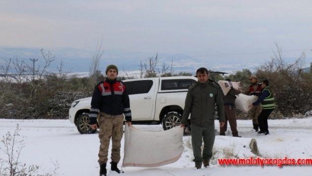Yaban hayvanları için doğaya yem bıraktılar