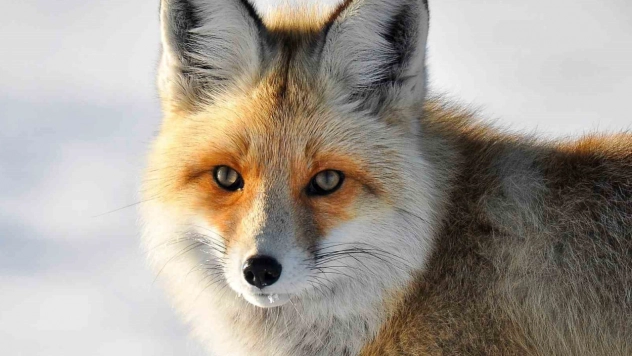 Yaban hayvanlarının yerleşim yerlerine inmesi endişelendiriyor