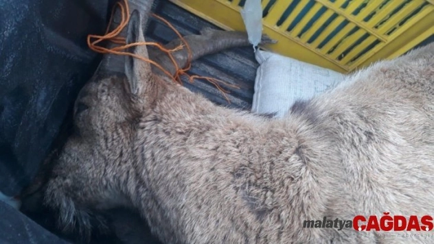 Yaban keçisi vuran avcıya 20 bin lira ceza