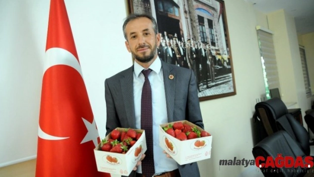 Yalova'da çilekte 500 tonluk rekolte