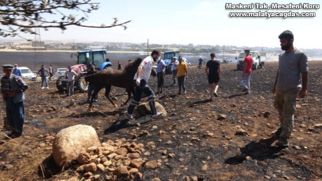 Yangında hayvanlar yaralandı, insanlar zehirlendi