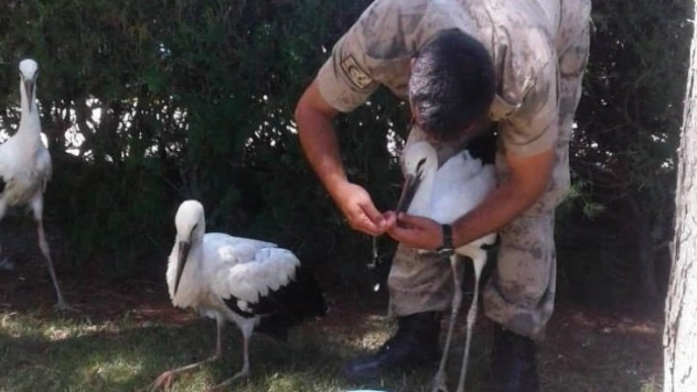 Yavru leyleklere jandarma şefkati