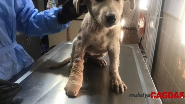 Yaralanan köpek tedavi edildi