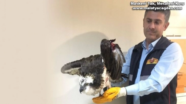 Yaralı balıkçıl kartal kurtarıldı