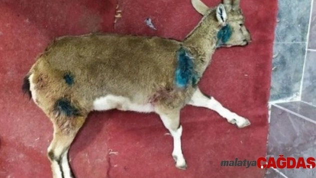 Yaralı bulunan dağ keçisi kurtarılamadı