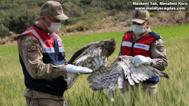 Yaralı bulunan yılan kartalı tedaviye alındı