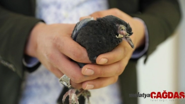 Yaralı güvercinin belediyeye sığındığı anlar kamerada