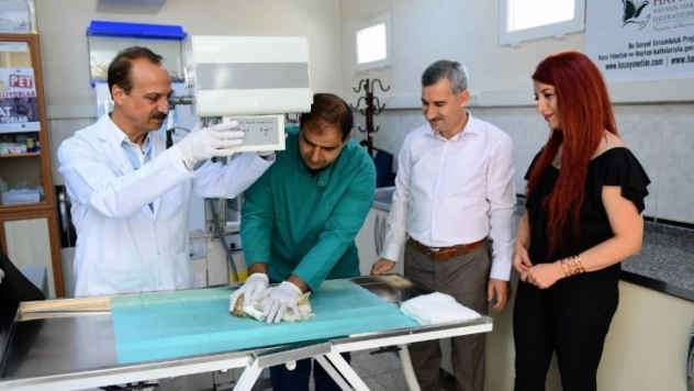 Yaralı hayvanlar profesyonel cihazlarla tedavi ediliyor