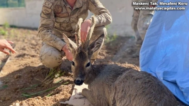 Yaralı karacaya Jandarma şefkati