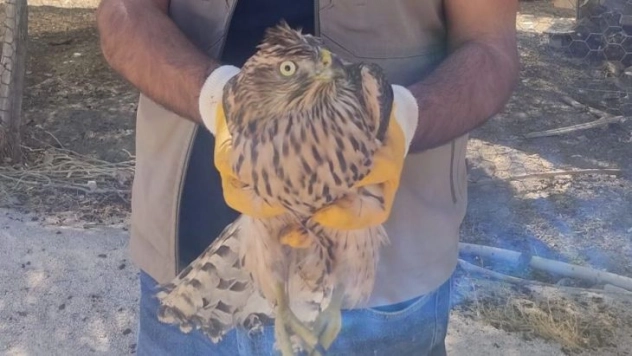 Yaralı kerkenez tedavi altına alındı