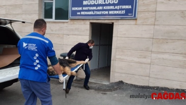 Yaralı kurt cinsi köpek sedye ile taşındı