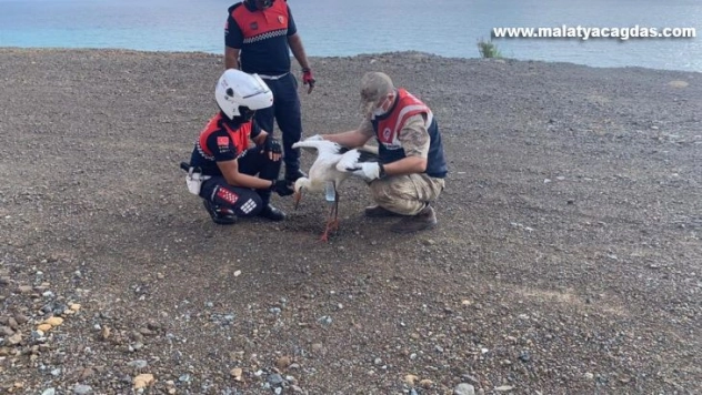 Yaralı leylek tedavi altına alındı