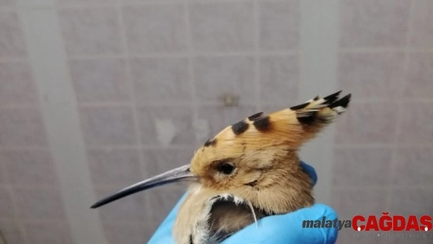 Yaralı yaban hayvanlarına bakım