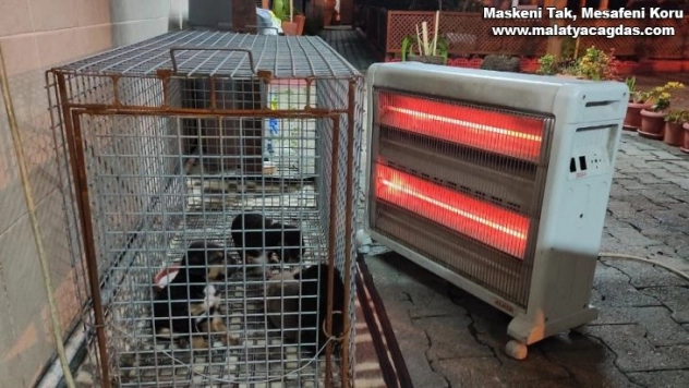 Yaralı yavru köpekler ölmekten kurtarıldı