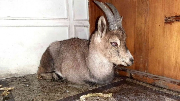 Yaralı yavru yaban keçisi koruma altına alındı