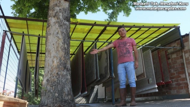 Çınar ağacını kesmeye kıyamayınca çözümü böyle buldu