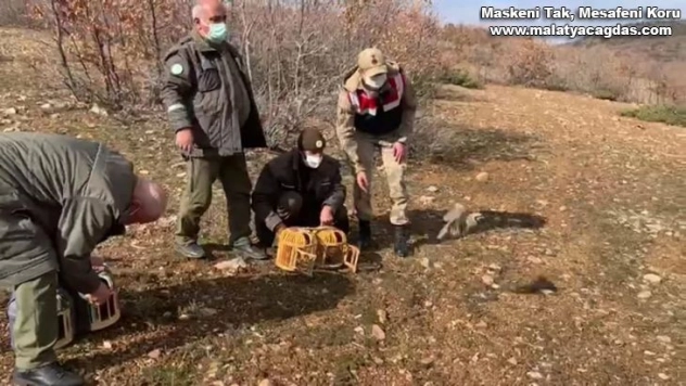 Yasak başladı, ele geçirilen kınalı keklikler doğaya salındı