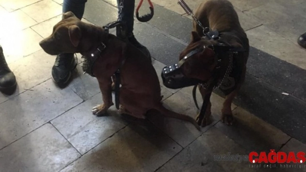 Yasaklı köpeklere el konulup sahiplerine 15 bin 604 lira ceza kesildi