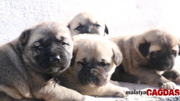 Yavru Kangallar vatan görevi için hazır