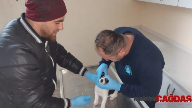 Yavru köpek donmaktan son anda kurtarıldı