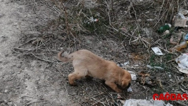 Yavru köpekleri sıkıştıkları yerden itfaiye kurtardı