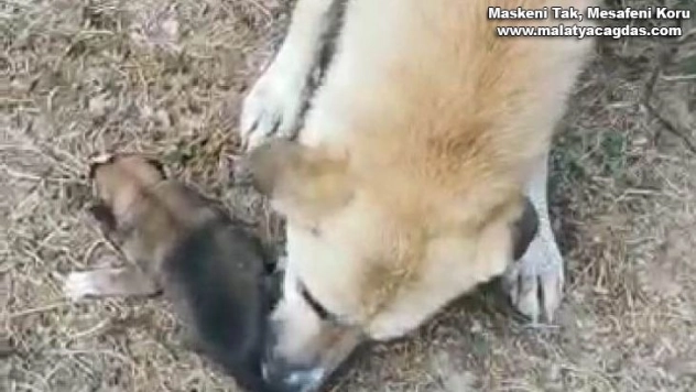 Yavruları kurtarılana kadar başlarında bekledi