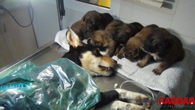 Yavruları, tüfekle vurulan av köpeğinin başından ayrılmadı