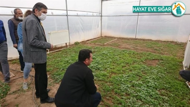 Kırmızı pul biber yaygınlaştırılıyor