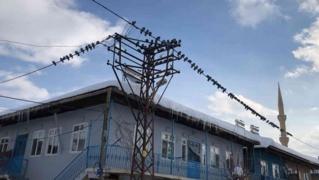 Yem bulamayan güvercinleri köylüler besledi