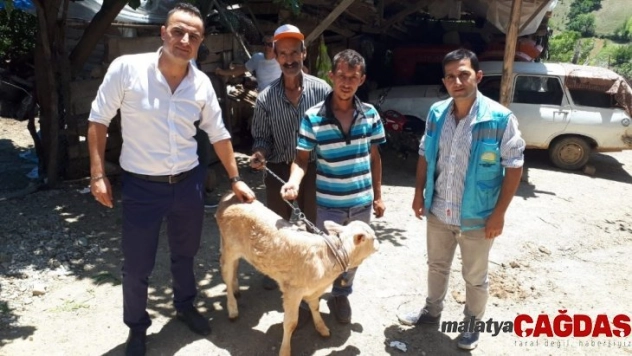 Yeni doğan buzağılar için devlet desteği