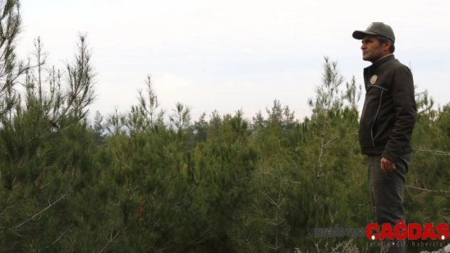 Yeni yıla çam ağacı nöbeti tutarak girecekler