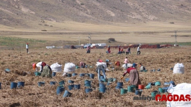 Yerli tohumlar patates tohumu ithalatına son verecek