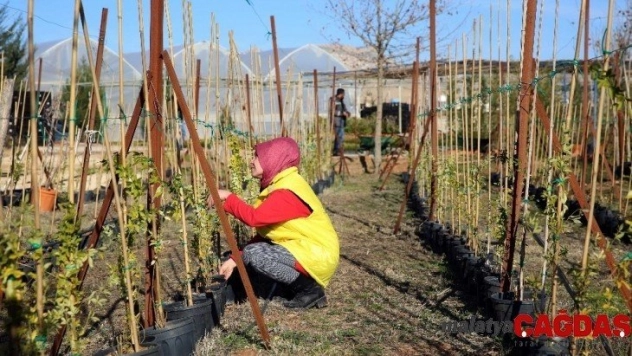 Yeşil bir Mardin için bitki ve fidan üretimine hız verildi