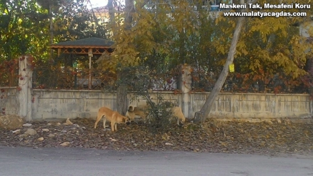 Yiğit'ten başıboş köpeklerin barınaklarda beslenmesi talebi