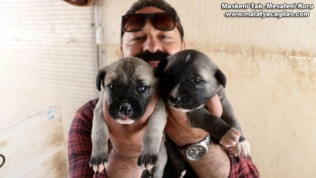 Yılın ilk kangalları dünyaya gözlerini açtı