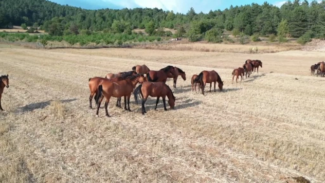 Yılkı atları taylarıyla tarlalarda otlarken objektiflere yansıdı