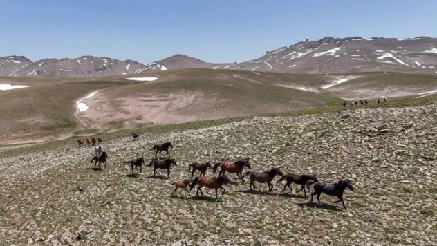 Yılkı atları Yama Dağı'nda özgürce koşuyor