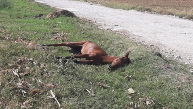 Yol kenarına atılan yaralı at dakikalarca can çekişti