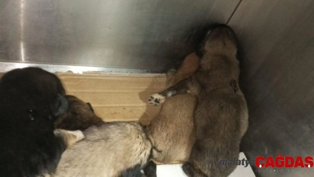 Yol kenarına atılmış çuval içerisindeki yeni doğmuş yavru köpekleri vatandaşlar kurtardı