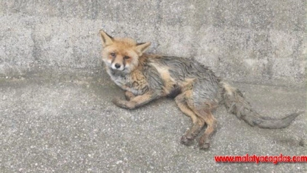 Yol kenarındaki yaralı tilki yetkililere teslim edildi