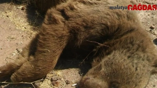 Yola inen ayıya araç çarptı