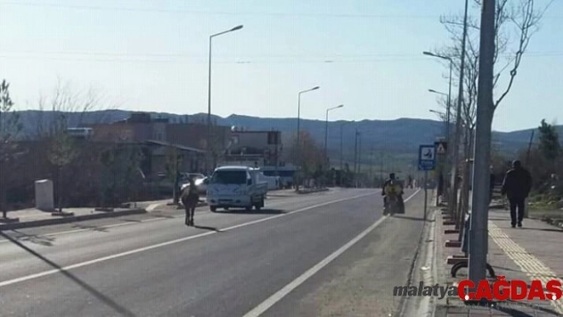 Yolda başıboş gezen eşek sürücülere zor anlar yaşattı