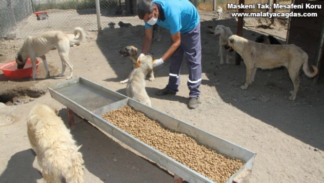 Yukarısalat'ta can dostlara Bismil Belediyesi sahip çıktı