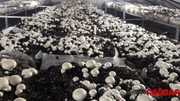 Yüksek Lisans öğrencisinden kültür mantarı üretimi